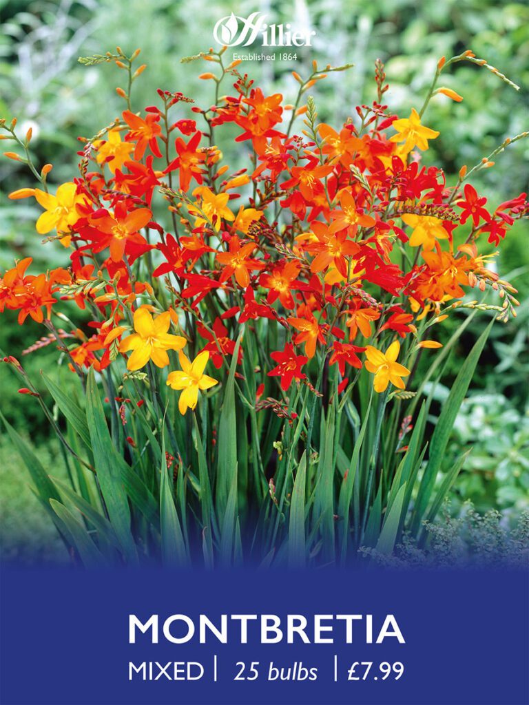 Montbretia Mixed Bulbs 8718641999011 2